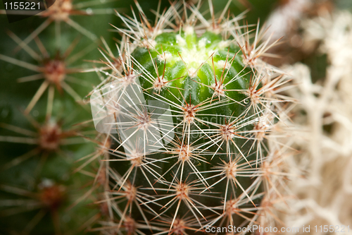 Image of Background from a cactus