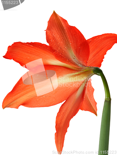 Image of orange lily in the Rozsa drops