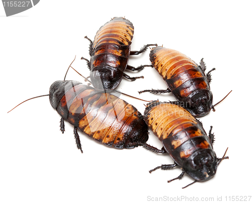 Image of four Madagascar cockroaches