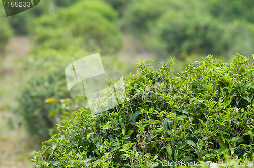 Image of Tea bush in Thailand