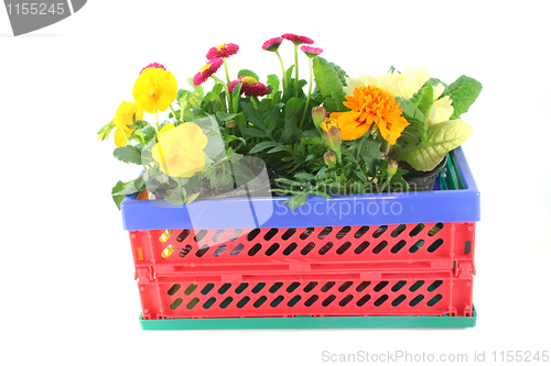 Image of Balcony plants in a folding box