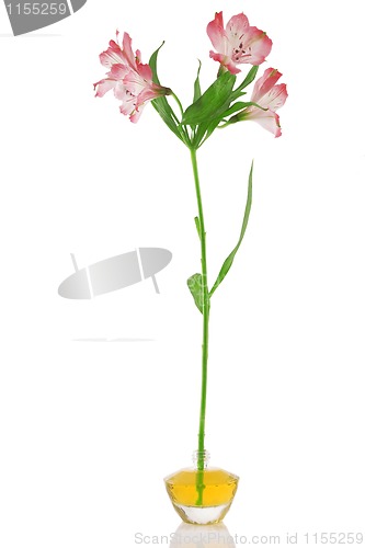 Image of perfume bottle and flower