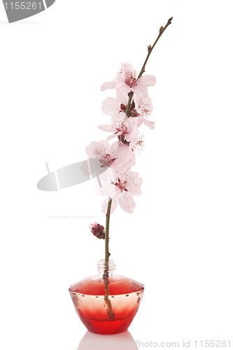 Image of perfume bottle and cherry flower