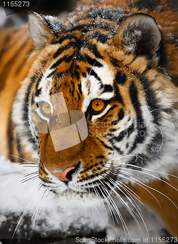 Image of Tiger portrait