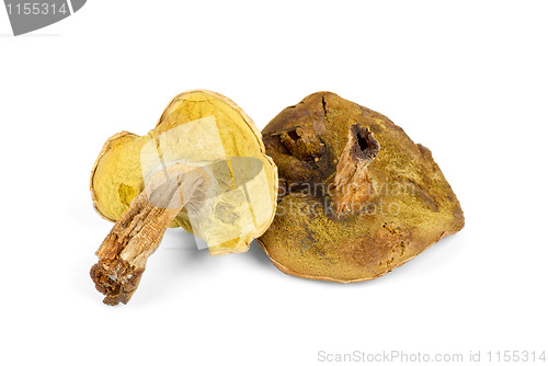 Image of Two dried mushrooms