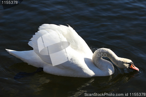 Image of Swan drinking water.