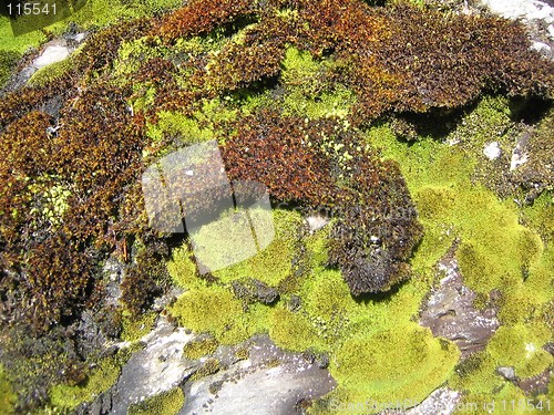 Image of Moss