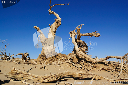 Image of Dead trees