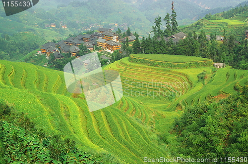 Image of Green rice terrace in china