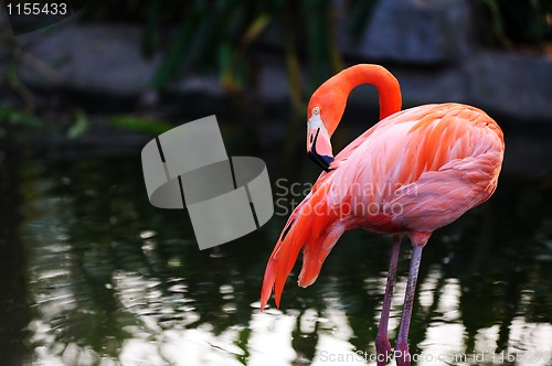 Image of Flamingo bird