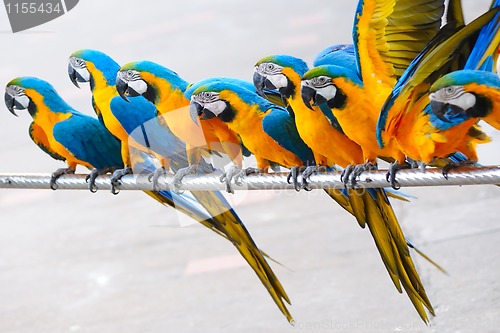 Image of Parrot birds