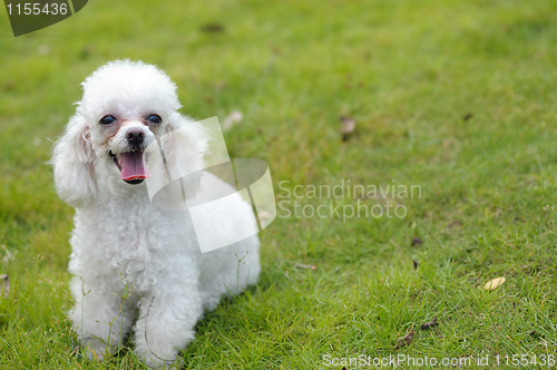 Image of Toy poodle dog