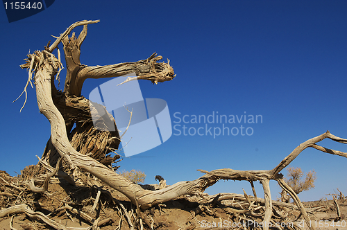 Image of Dead tree