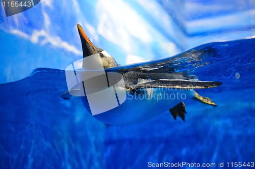 Image of Swimming penguin