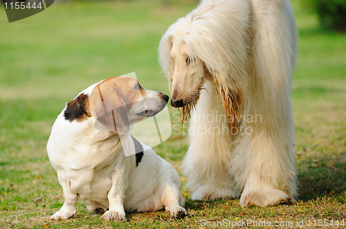 Image of Two dogs