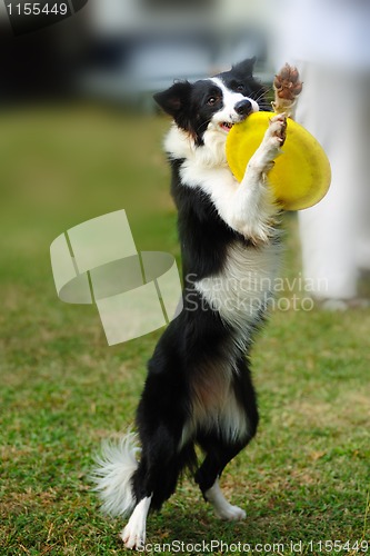 Image of Border collie dog holding toy