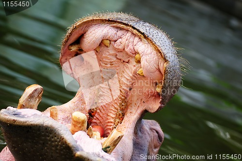 Image of Hippopotamus amphibius