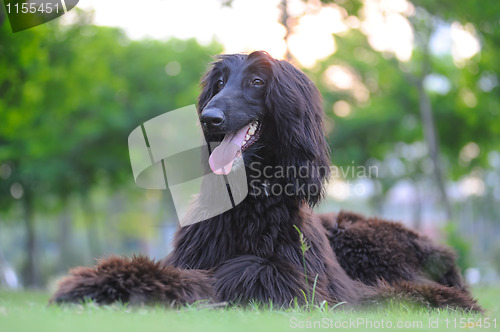 Image of Afghan hound dog