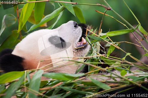 Image of Giant panda