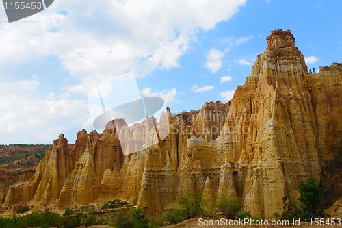 Image of Soil forest