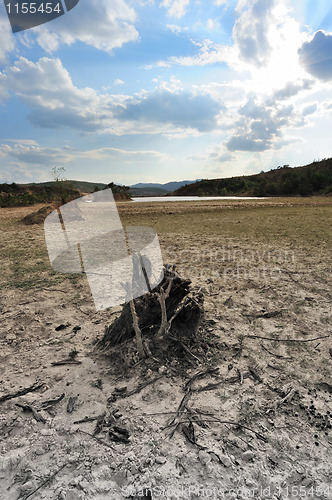 Image of Dead tree root on dried field