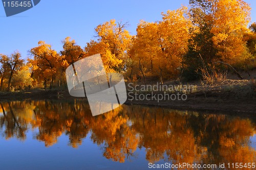 Image of Diversifolia Populus trees near the lake