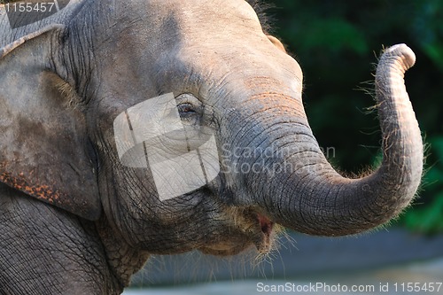 Image of Elephant