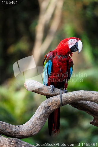 Image of Parrot bird