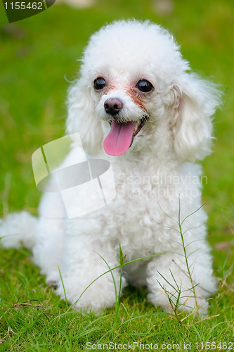 Image of Toy poodle dog