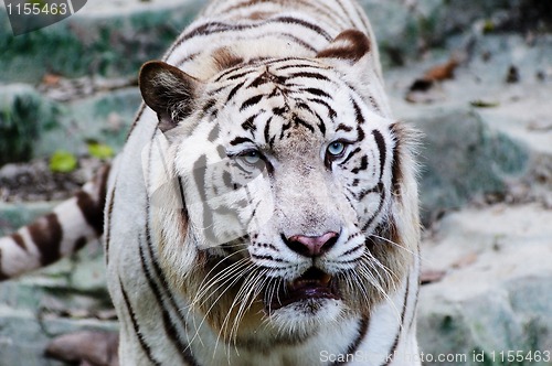 Image of White tiger