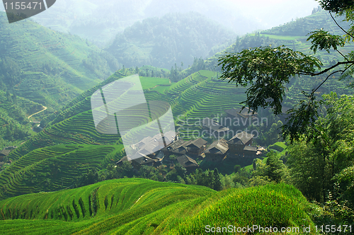 Image of Green rice field