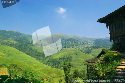 Image of Chinese green rice field