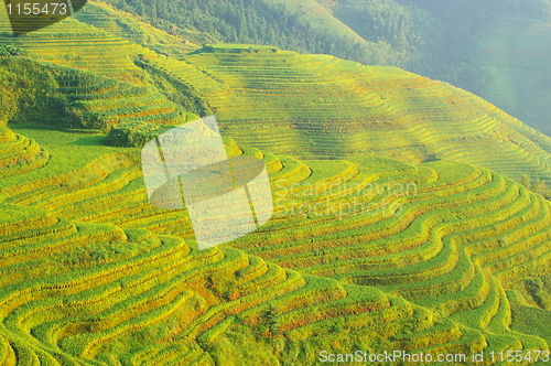 Image of Chinese green rice field