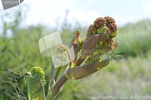 Image of Aniseed plant bloom closeup