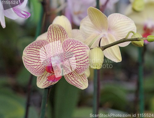 Image of Yellow and red striped orchid flowers