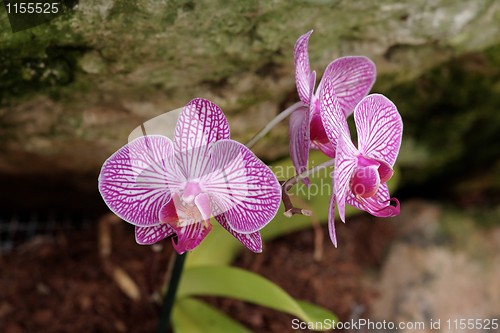 Image of Vivid striped violet orchid flowers