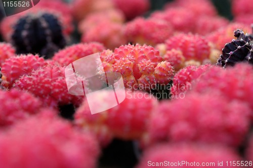 Image of Red cacti, shallow DOF