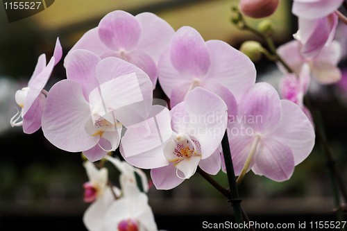 Image of Delicate pink orchid flowers