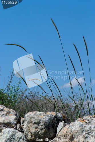 Image of Wild-growing cereals on the rocks