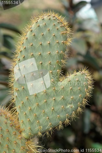 Image of Funny cactus in shape of hand or mitten