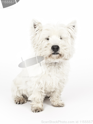 Image of white Terrier