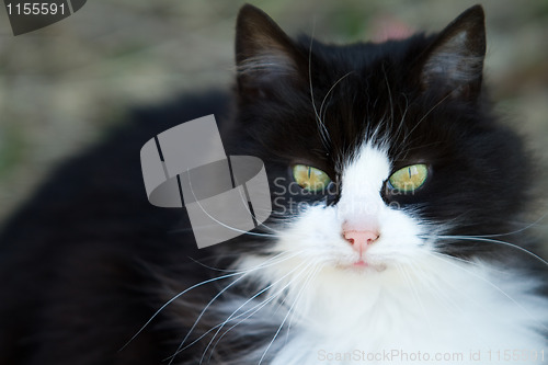 Image of Black and white cat