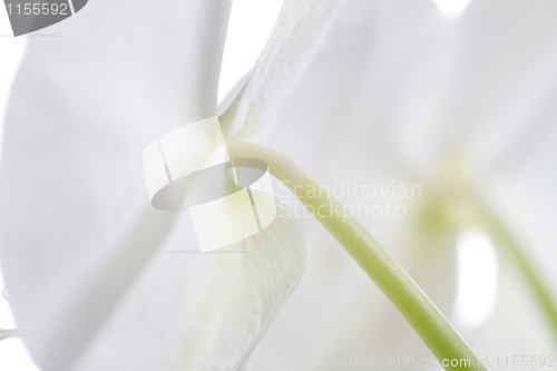 Image of Detail from orchids