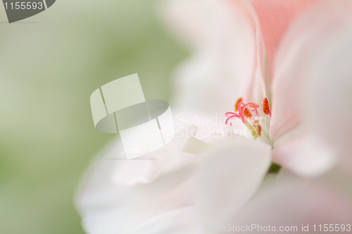 Image of Flower in bloom