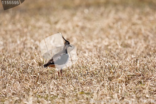 Image of Lapwing