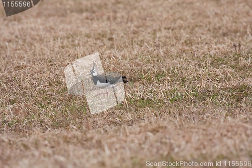 Image of lapwing