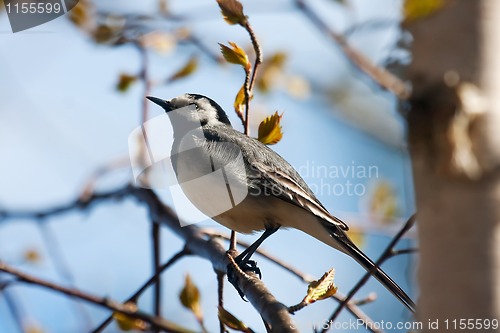 Image of Wagtail