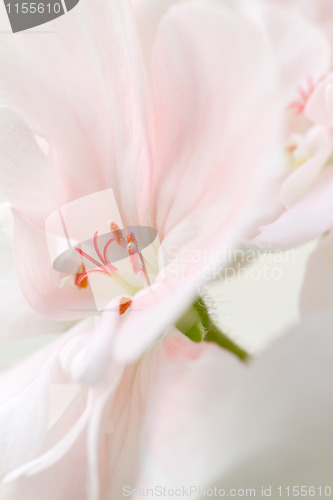 Image of Details of a flower