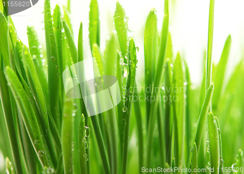 Image of grass