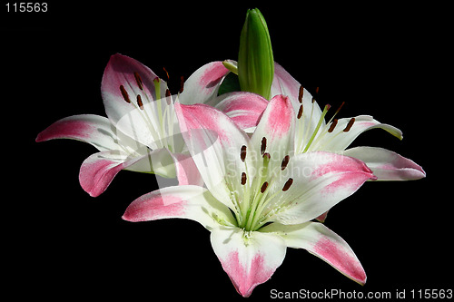 Image of easter lillies